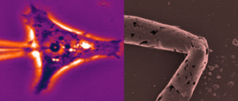 microscopic images