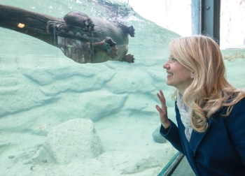 an otter in a zoo habitat